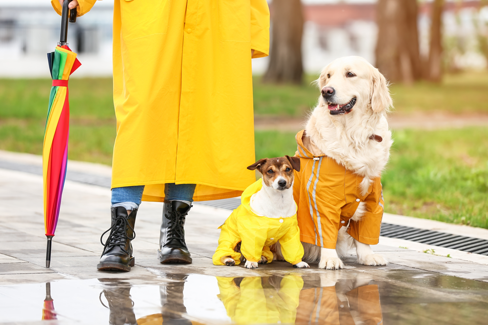 雨上がりの散歩